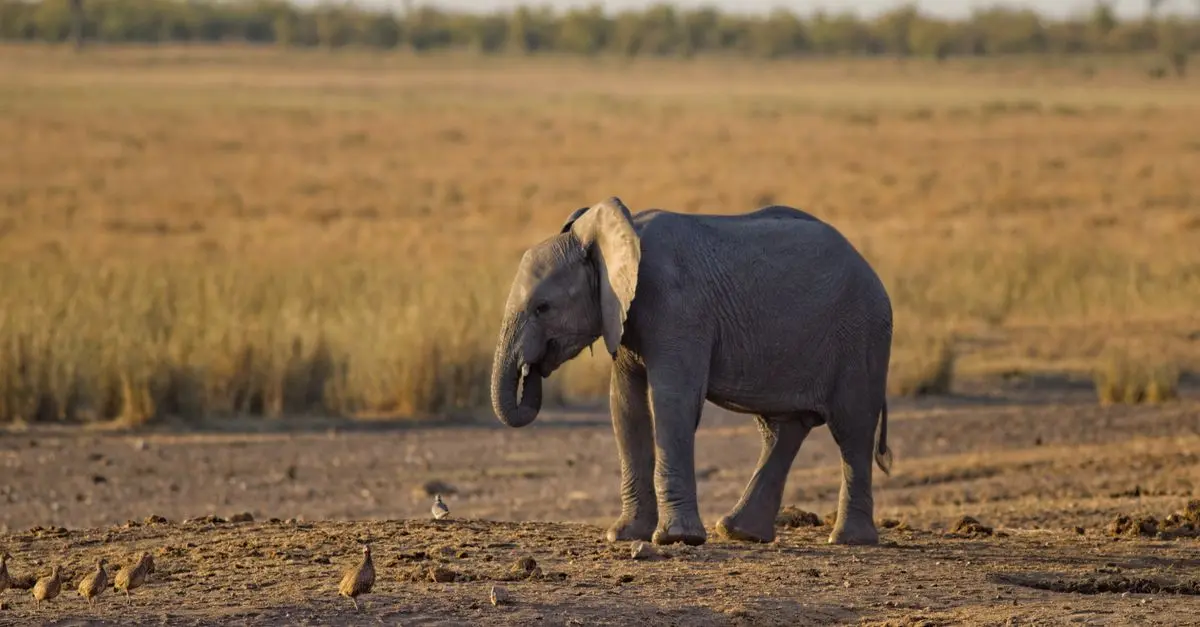 Comment préparer un safari en Afrique du Sud