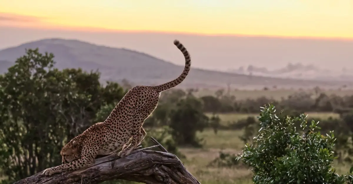 Guide complet des meilleures destinations à visiter en Afrique