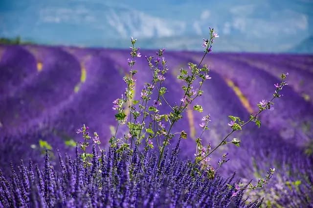 Découvrez le meilleur de la France : Un guide complet